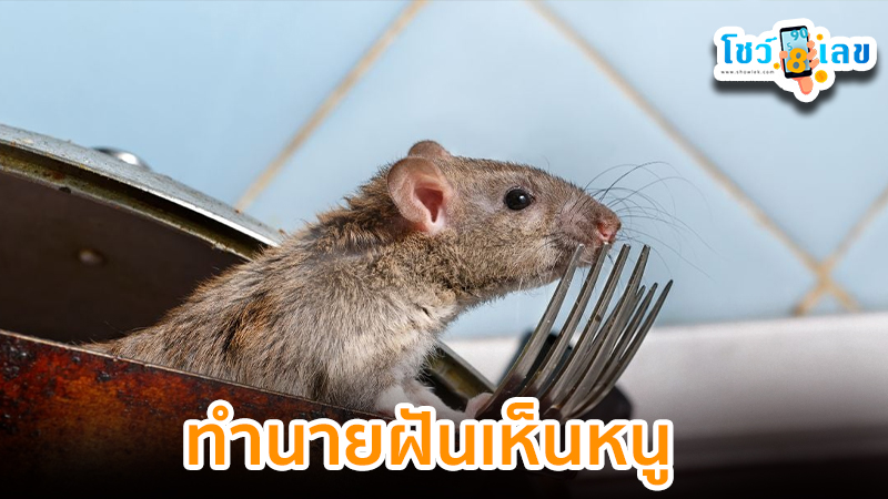 รูปภาพทำนายเห็นฝันหนูของ heng99