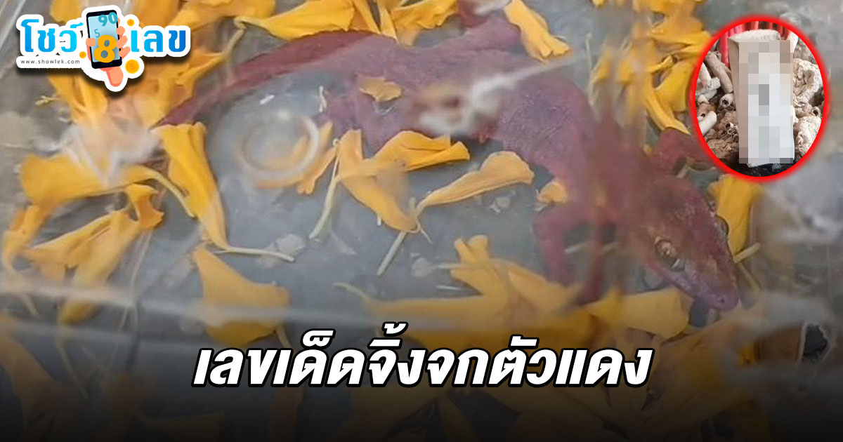 ชาวบ้านฮือฮาแห่ตี เลขเด็ดจิ้งจกตัวแดง 1/4/68 ใต้ศาลปู่สันดอน ตำบลบางยอ เมืองพระประแดง จังหวัดสมุทรปราการ