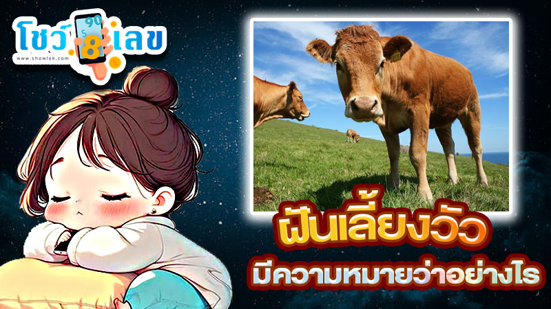 รูปภาพฝันเลี้ยงวัวของ heng99