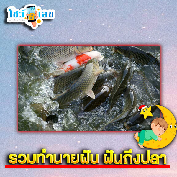 รูปภาพรวมคำทำนายฝันถึงปลาของ heng99