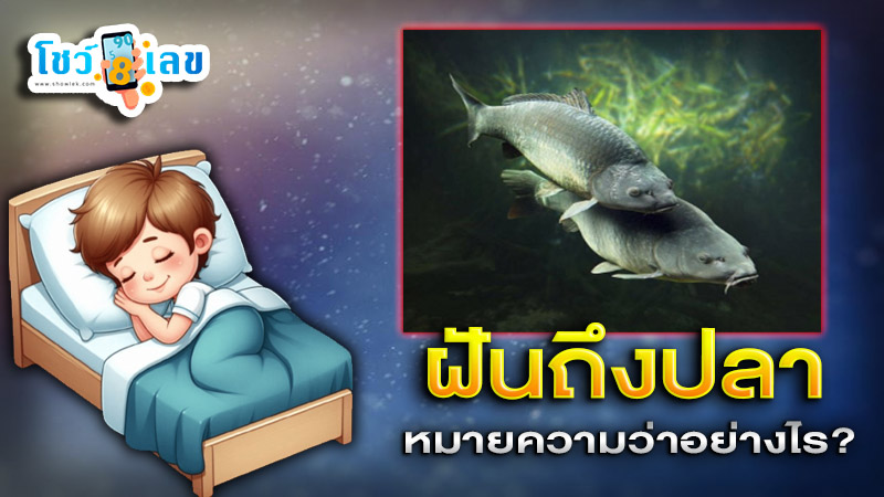 รูปภาพฝันถึงปลาของ heng99