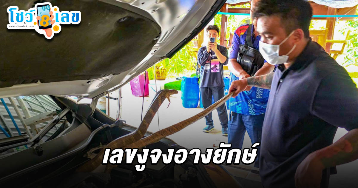 กู้ภัยจับงูจงอางยักษ์ด้วยมือเปล่า คอหวยแห่ส่องเลขทะเบียนรถ เลขงูจงอางยักษ์ 16/4/68 ลุ้นโชคงวดนี้