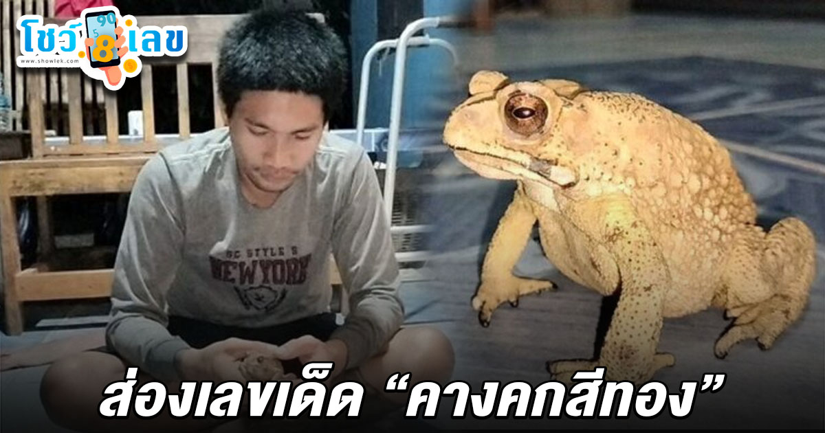 แห่ส่อง เลขคางคกสีทอง 2/5/68 กระโดดเข้าบ้านวันสงกรานต์ นึกถึงคำโบราณ ถ้ามาให้โชคจะมีเลขอยู่ใต้ท้อง จับหงายดูอึ้ง เจอเลขเด็ดจริงๆ 2 ตัว