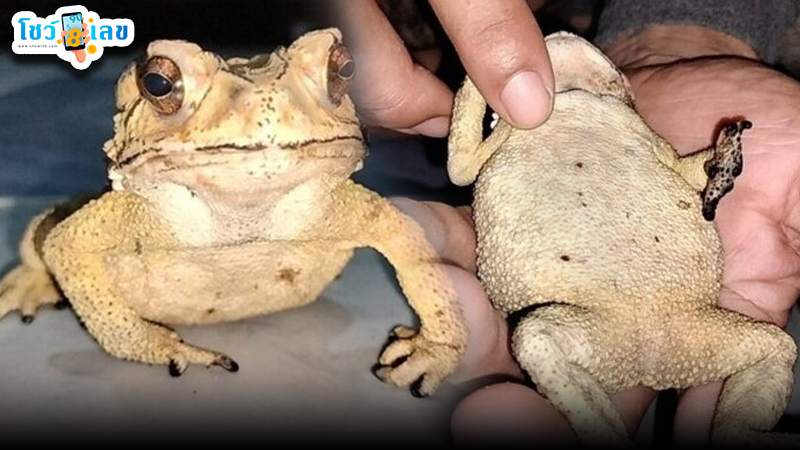 รูปภาพส่องเลขคางคกสีทองของ heng99