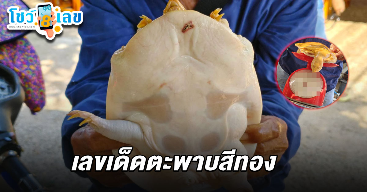 คอหวยส่อง เลขเด็ดตะพาบสีทอง 2/5/68 เหลืองอร่าม ว่ายน้ำเข้าหาพ่อเฒ่าเชื่อมาให้โชค งวดที่จะถึงนี้