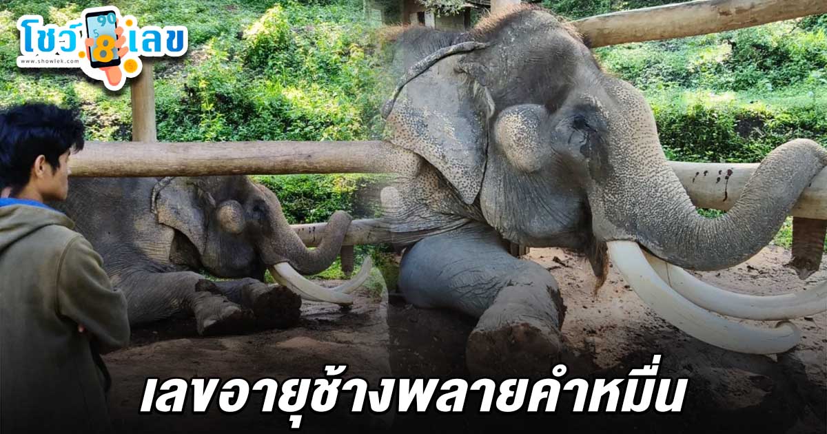 สิ้นแล้ว”พลายคำหมื่น” งาอ้อมจักรวาล จ่าฝูงปางช้างแม่สา คอหวยไม่พลาดส่อง เลขอายุช้างพลายคำหมื่น 2/5/68 ลุ้นรวยงวดนี้