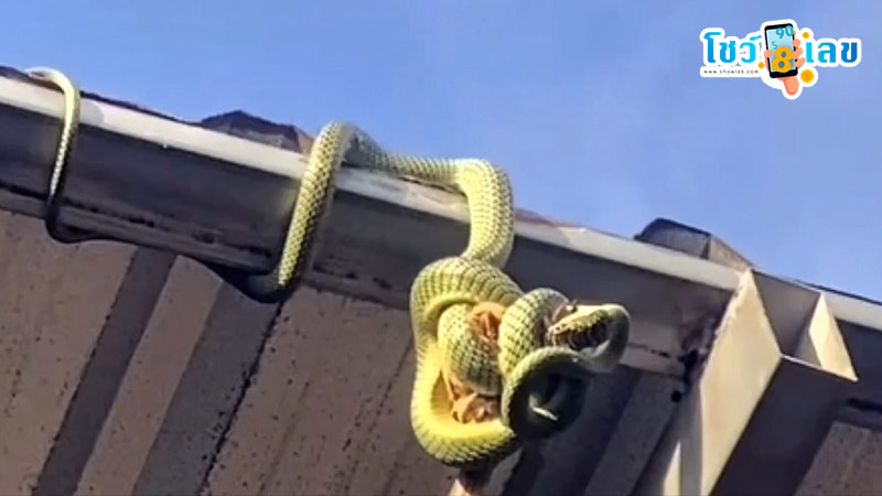 รูปภาพเลขงูเขียวกินนกของ lekdedonline