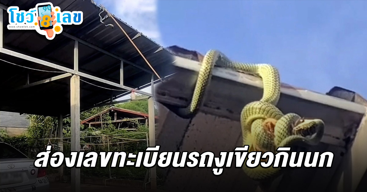เจ้าของบ้านเชื่อมาโชค งูเขียวเขมือบนก บนหลังคาโรงรถ และไม่พลาด ส่อง เลขงูเขียวกินนก 1/6/68  เล็งเลขทะเบียนรถลุ้นโชค…