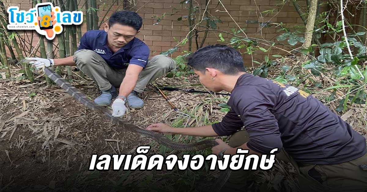 คอหวยเฮลั่น! เมื่อจงอางยักษ์ตัวเมียมาปรากฏตัวพร้อมรังไข่ ใต้กอไผ่ เชื่อมาให้โชค แห่ตี เลขเด็ดจงอางยักษ์ 1/6/68 ลุ้นโชคหวยงวดนี้