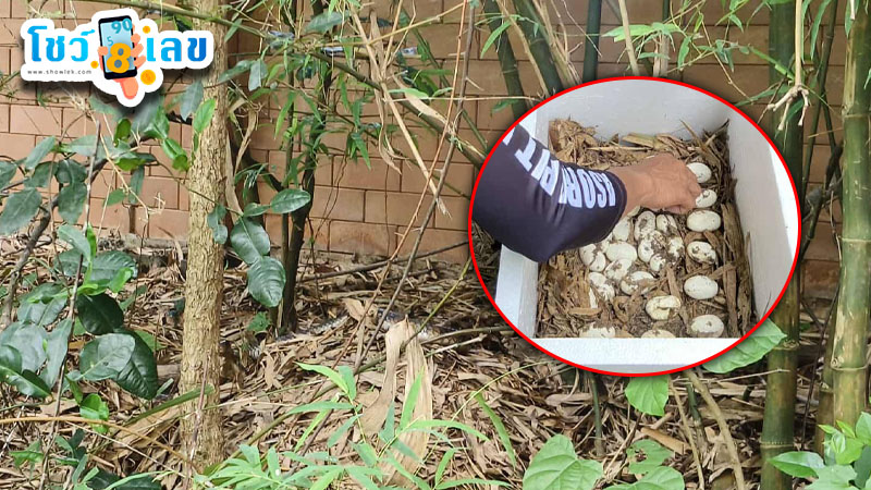 รูปภาพเลขเด็ดจงอางยักษ์ของ heng99