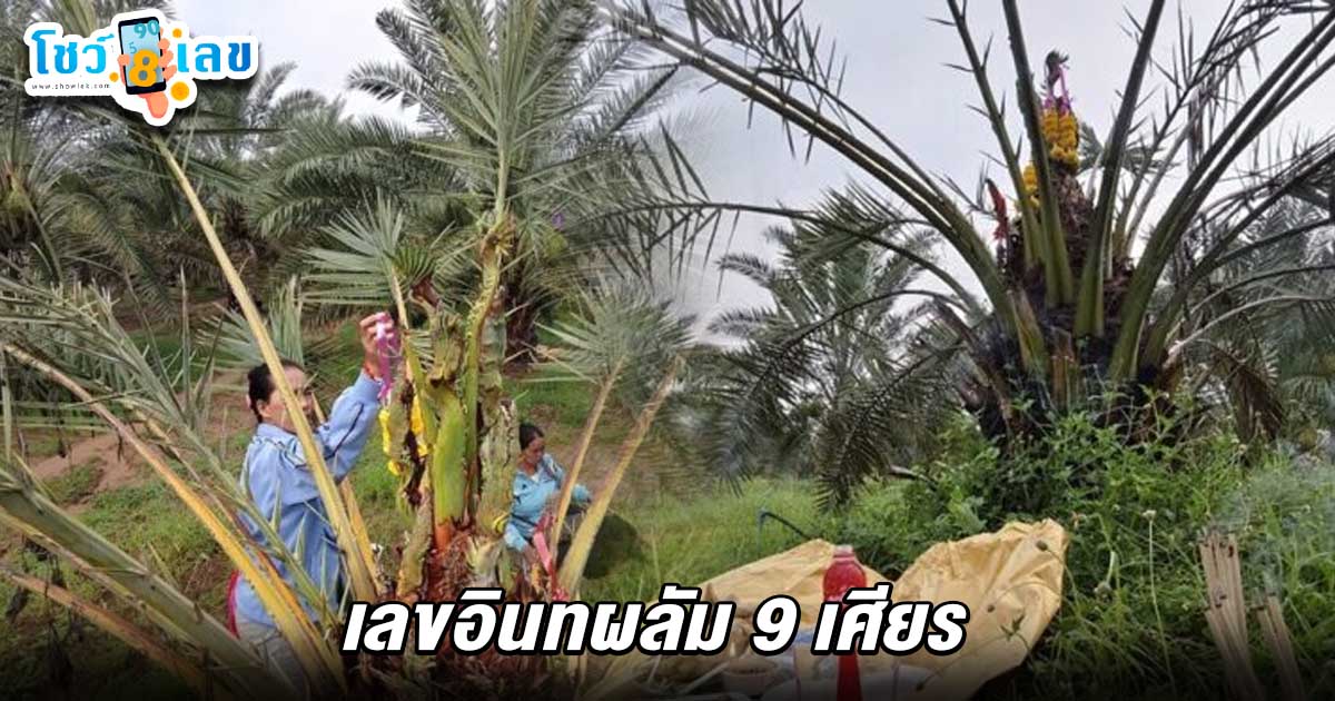 คนงานเฮลั่น ถูกรางวัลยกสวน เชื่อมีพญานาคสิงสถิต ให้โชค 2 งวดติด คอหวยไม่พลาดส่อง เลขเด็ดอินทผลัม 9 เศียร 16/5/68 ลุ้นรวยงวดนี้