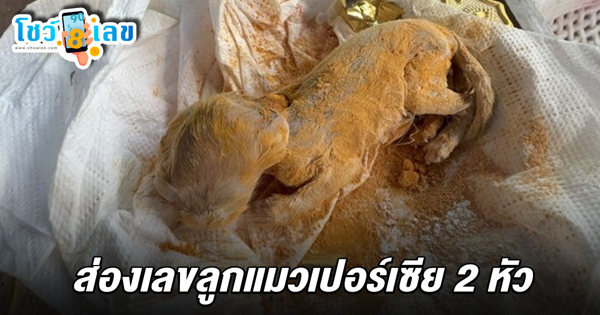 แห่ส่อง เลขเด็ดแมว 2 หัว 1/6/68  ลูกแมวเปอร์เซีย 2 หัว ตายหลังคลอด เจ้าของเชื่อมาให้โชค