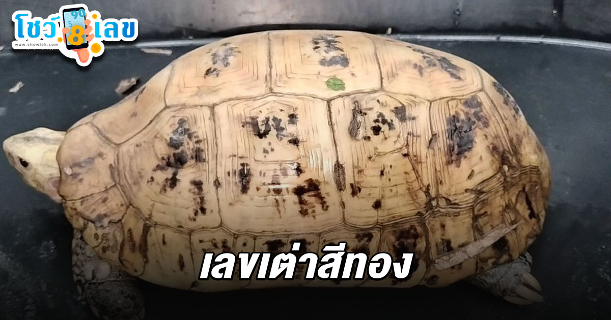 คอหวยแห่ส่อง เลขเต่าสีทอง 16/5/68 คล้ายพระสมเด็จ 7 ชั้น วัดเกศไชโย หวังลุ้นรวยงวดนี้