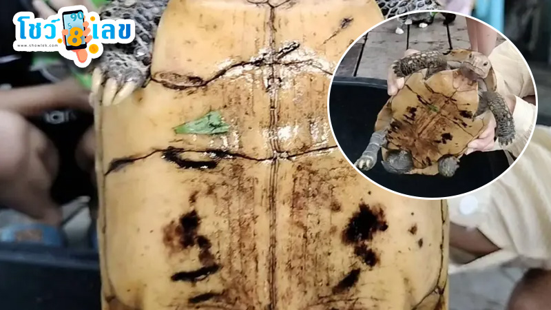 รูปภาพเลขเต่าสีทองของ heng99