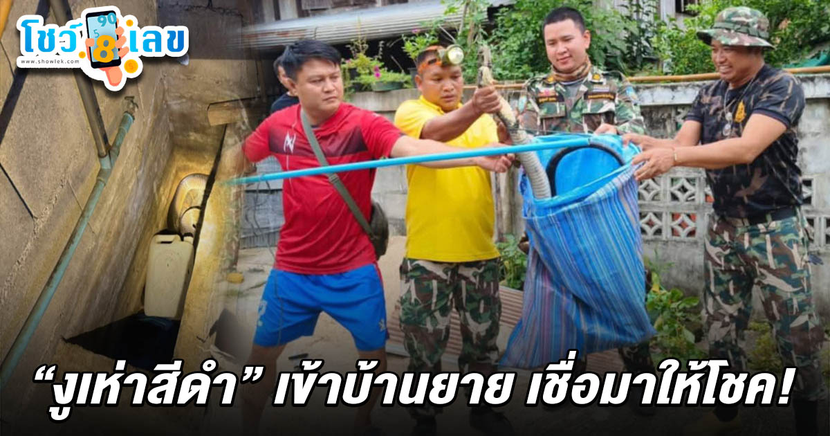 จับงูเห่าสีดำยาวกว่า 3 เมตรในห้องน้ำบ้านยายชด เชื่อสามีที่ล่วงลับกลับมาเกิด ชาวบ้านแห่ตีเลขเด็ด เลขงูเห่าสีดำ 16/6/68