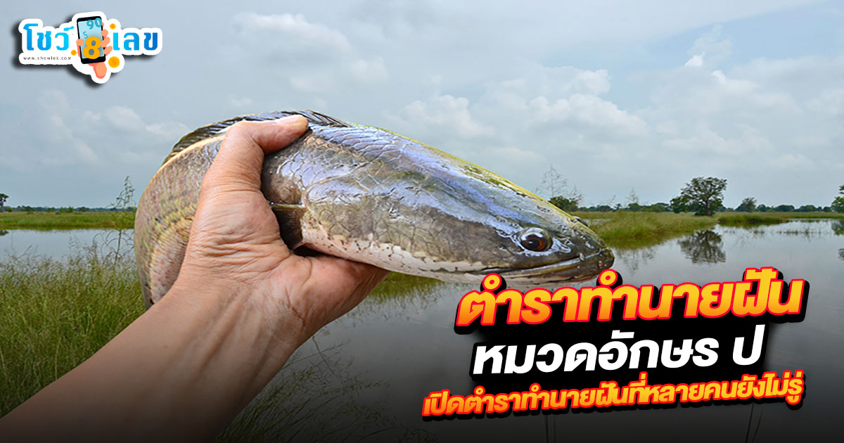 ทำนายฝัน หมวดอักษร ป มีแต่เรื่องดีใช่ไหม หรือต้องรีบแก้เคล็ด เปิดความหมายพร้อมแนวทางเสี่ยงโชค