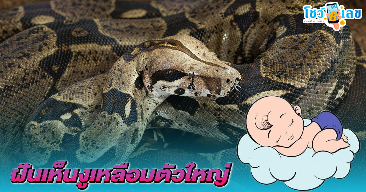 รูปภาพฝันเห็นงูเหลือมตัวใหญ่ของ lekdedonline