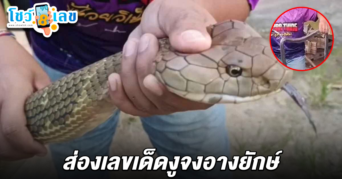 ฮือฮา! ตาย 1 จับได้ 1 งูจงอางดุจัดบุกบ้าน ชาวบ้านไม่พลาดส่อง เลขเด็ดงูจงอางยักษ์ 1/7/68 ลุ้นรวยงวดนี้