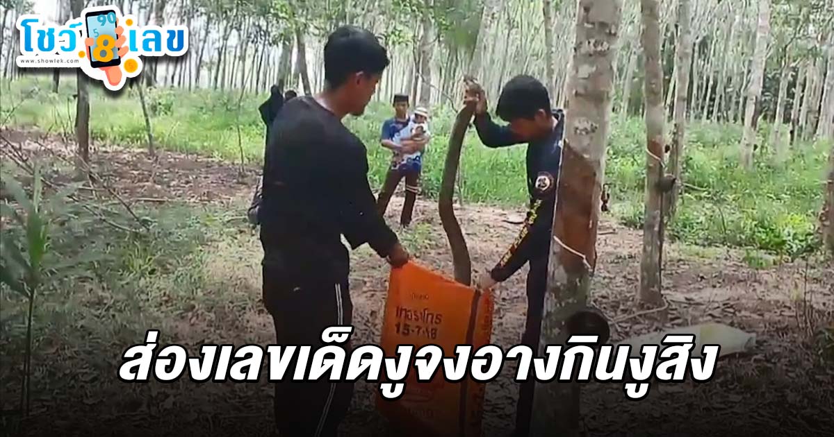 ผวางูจงอางตัวเบิ้ม กินงูสิงกลางสวนยาง! รีบแจ้งทีมอสรพิษช่วยจับ ไม่พลาด แห่ส่อง เลขเด็ดงูจงอาง 1/7/68  เลขที่บ้านลุ้นโชคใหญ่