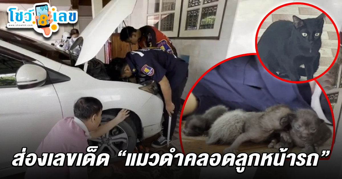 ส่องเลขเด็ด เลขที่บ้าน เลขทะเบียนแมวคลอดลูกหน้ารถ 16/6/68 อดีตรองผกก. เรียกกู้ภัยช่วยเหลือ ก่อนตัดสินใจเลี้ยงทั้งครอบครัวแมว