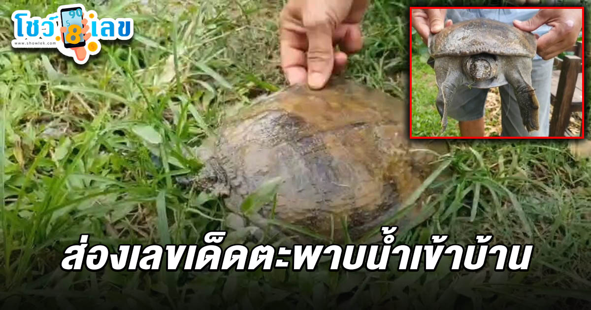 ชาวบ้านฮือฮา! ตะพาบน้ำเดินเข้าบ้าน เชื่อ “แขกนำโชค” สู่เจ้าของบ้าน และไม่พลาดส่อง เลขเด็ดตะพาบน้ำ 16/6/68 ลุ้นโชคงวดนี้