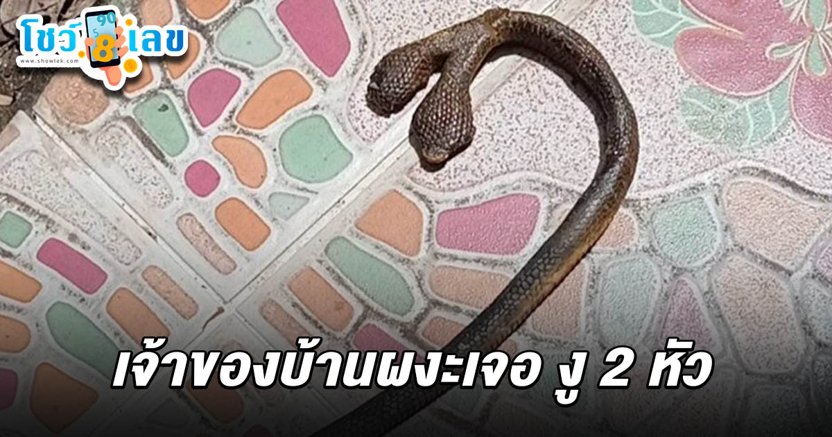 เจ้าของบ้านผงะ หลังความสะอาดบ้าน เปิดตู้เสื้อผ้า-เจองู 2 หัวนอนตาย ด้านคอหวยไม่พลาดส่อง เลขเด็ดงู 2 หัว 1/7/68 ลุ้นโชคงวดนี้