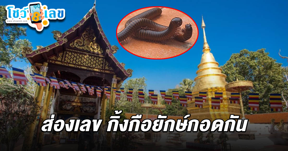 ฮือฮา เลขกิ้งกือยักษ์ 16/7/68 คู่รัก กอดรัดฟัดเหวี่ยงกันกลางลานวิหารพระธาตุจอมทอง ชาวบ้านแห่ตีเลขเด็ด ลุ้นโชคลุ้นรวยงวดนี้
