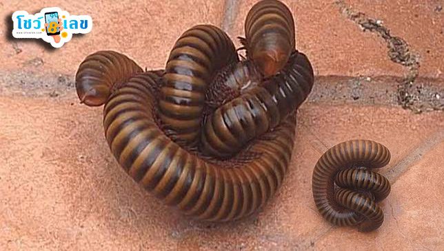 รูปภาพเลขกิ้งกือยักษ์ของ heng99