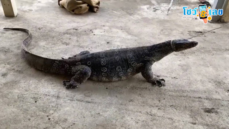 รูปภาพตัวเงินตัวทองบุกเข้าบ้านของ heng99