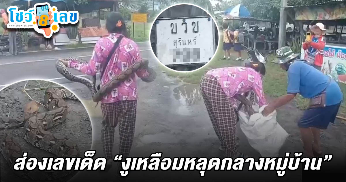 ฮือฮา! ป้าสายแข็งจับงูเหลือมมือเปล่า ถูกรัดตัวยังยิ้มบอก สบายมาก ชาวบ้านส่องเลขรถจยย. เลขงูเหลือม 16/7/68 ลุ้นโชคหวยงวดนี้!