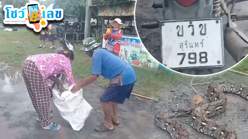 รูปภาพงูเหลือมหลุดกลางหมู่บ้านของ lekdedonline