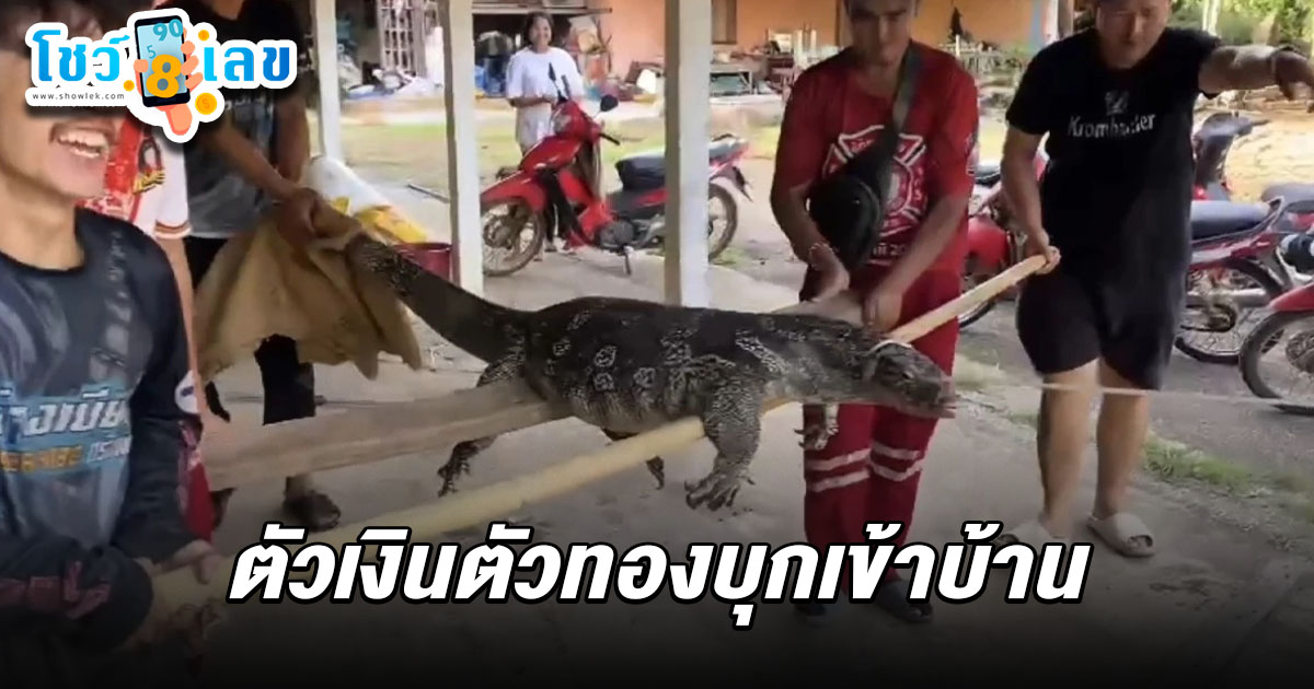 ตัวเงินตัวทองยักษ์บุกบ้าน! ยาว 3 เมตร หนัก 60 กก. คอหวยแห่ส่อง เลขตัวเงินตัวทองเข้าบ้าน 16/7/68งวดนี้ห้ามพลาด!